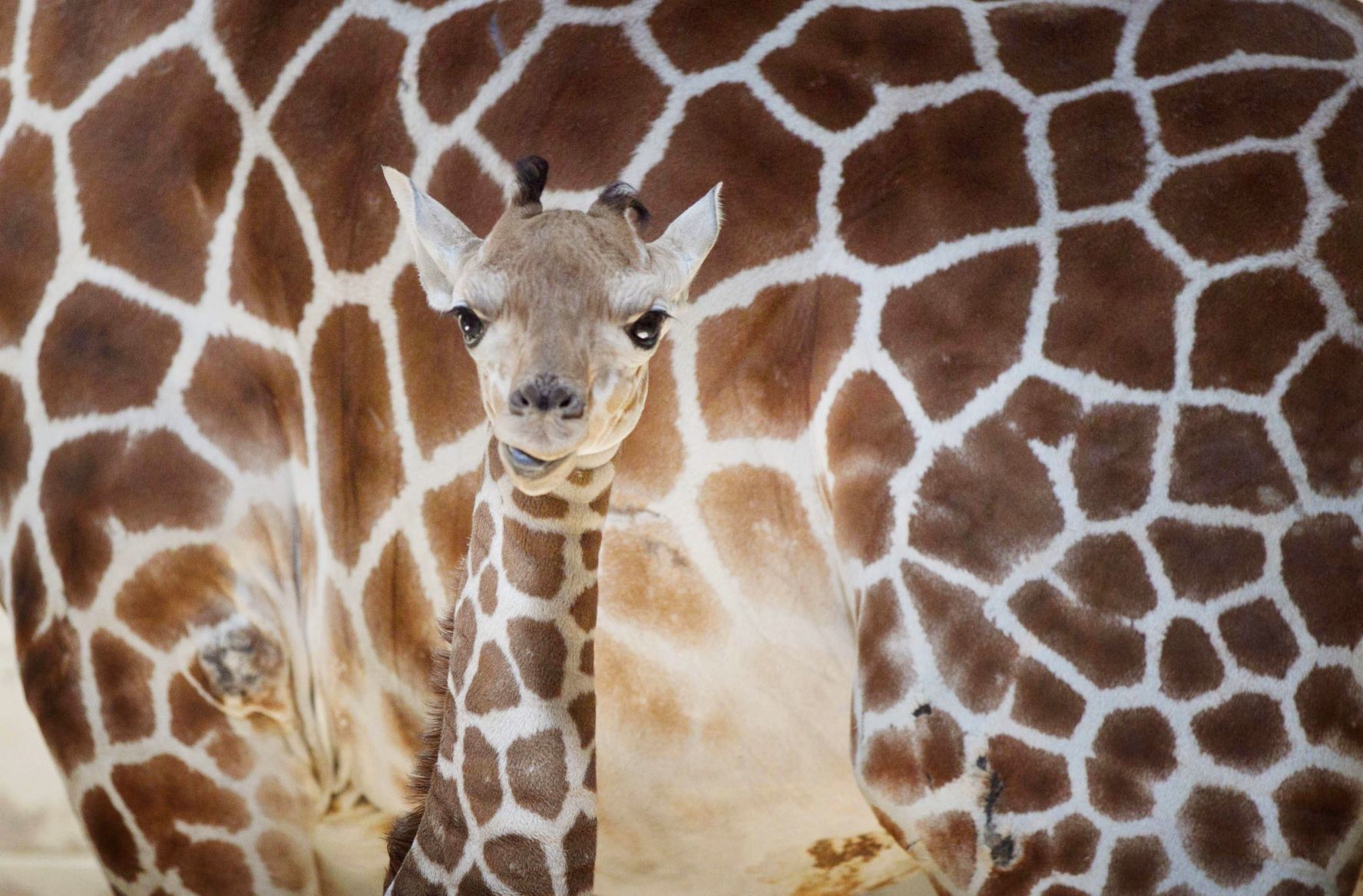 20180525_new_zooanimals001